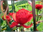 foto Rose